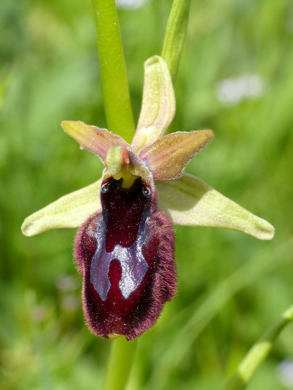 Prima fioritura di orchidee a Palena nel Parco Nazionale della Majella - maggio 2022.